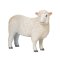 Mojo Romney Sheep Ewe