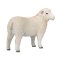 Mojo Romney Sheep Ewe