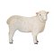 Mojo Romney Sheep Ewe