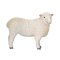 Mojo Romney Sheep Ewe