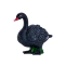 Mojo svart svane
