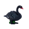 Mojo svart svane