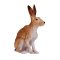 Mojo Hare, Sitting