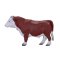 Mojo Hereford tjur