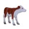 Mojo Hereford kalv