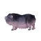 Mojo Belted Pig