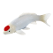 Mojo Koi karpe, Rd flekk