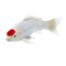 Mojo Koi karpe, Rd flekk