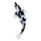 Mojo Koi carp, Black & White