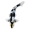 Mojo Koi carp, Black & White