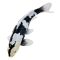 Mojo Koi carp, Black & White