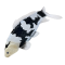 Mojo Koi carp, Black & White