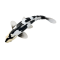 Mojo Koi carp, Black & White
