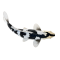 Mojo Koi carp, Black & White