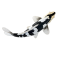 Mojo Koi carp, Black & White