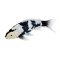 Mojo Koi carp, Black & White