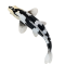 Mojo Koi carp, Black & White