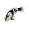 Mojo Koi carp, Black & White