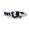 Mojo Koi carp, Black & White