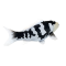 Mojo Koi carp, Black & White