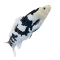 Mojo Koi carp, Black & White