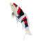 Mojo Koi karpe, Tricolor