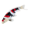 Mojo Koi karpe, Tricolor