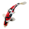 Mojo Koi karpe, Tricolor