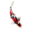 Mojo Koi karpe, Tricolor