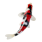 Mojo Koi karpe, Tricolor
