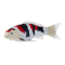 Mojo Koi karpe, Tricolor