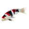 Mojo Koi karpe, Tricolor