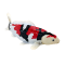 Mojo Koi karpe, Tricolor