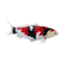 Mojo Koi karpe, Tricolor