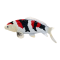 Mojo Koi karpe, Tricolor