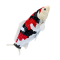 Mojo Koi karpe, Tricolor