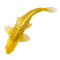 Mojo Koi Carp, Gold