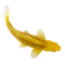 Mojo Koi Carp, Gold