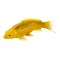 Mojo Koi Carp, Gold