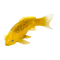 Mojo Koi Carp, Gold