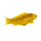 Mojo Koi Carp, Gold