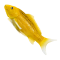 Mojo Koi Carp, Gold