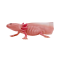 Mojo Axolotl Tail Toad