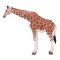 Mojo Giraffe Female