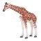 Mojo Giraffe Female