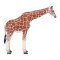 Mojo Giraffe Female