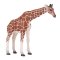 Mojo Giraffe Female