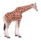 Mojo Giraffe Female