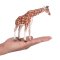 Mojo Giraffe Female