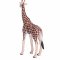 Mojo Giraffe Male